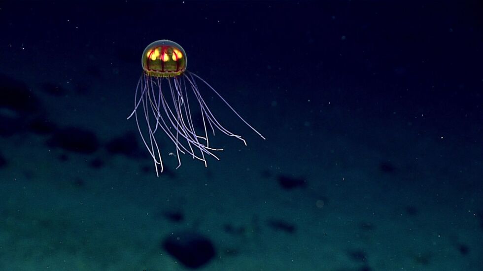 More than 5,000 new species discovered: What is the deep sea?