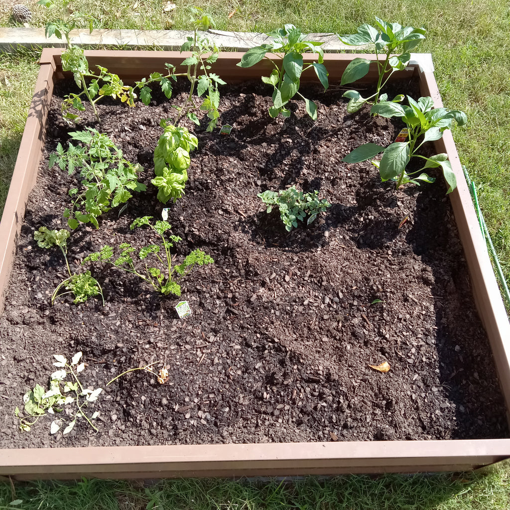 Experimenting with Square Foot Gardening